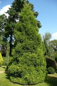 Image result for Cryptomeria