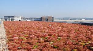 Biodiverse Green Roofs Reproduce Natural Habitats And Attract Flora And Fauna Into The Area E G By Provi Dachbegrunung Extensive Dachbegrunung Terrassen Dach
