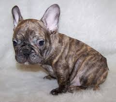 Routine grooming for the french bulldog includes regular nail trimming, ear cleaning, brushing to remove excess hair, frequent cleansing of skin folds, and occasional bathing. Elvis French Bulldog Puppy 621315 Puppyspot