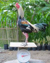 Ayam Magon Ciri Ciri Jenis Harga Kelebihan Cara Merawat