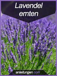Wie war das nochmal mit dem lavendel? Lavendel Ernten Bevor Man Lavendel Zu Duftsackchen Oder Lavendelol Verarbeiten Kann Muss Man Ihn Ernten Was Lavendel Ernten Lavendel Lavendel Angustifolia