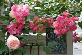 ママの薔薇 頑張らなくても まんべんなく咲くつるバラ15品種 つる バラ バラ 鉢植え バラ
