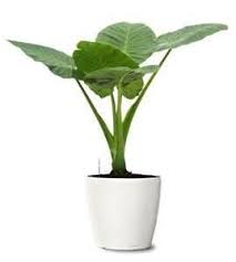 Elephant Ear Philodendron Clean Indoor Air Jpg 269 300 Elephant Ear Plant Growing Elephant Ear Plants Ornamental Plants