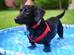 We will also look at other key physical features like the colors and coat. Is The Energetic Dachshund Lab Mix Dog Too Wild For You K9 Web