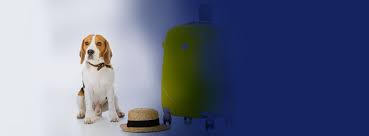 Call, email, sms, get directions or visit their website. World Pet Animal Transport Live Animal Shipments Worldwide