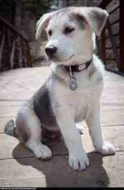 Breeders of merit are denoted by level in ascending order of: These Energetic Loving And Playful Goldie Mix Puppies Are A Cross Between Golden Retriever Husky Golden Retriever Husky Mix Golden Retriever Husky Mix Puppies