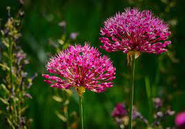 Free Image On Pixabay Onion Allium Flower Plant Plants Flowers Allium