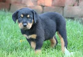Ask questions and learn about rottweilers at nextdaypets.com. Cheap Rottweiler Puppies For Sale Usa Canada Australia Uk