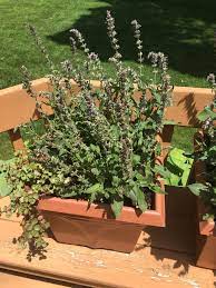 Salvia Dying Upper Midwest Planters Plantclinic