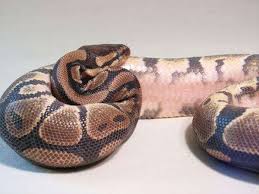 Ball pythons shed their skin every 4 to 6 weeks depending on their age. Ball Python With Pink Belly What Does It Mean