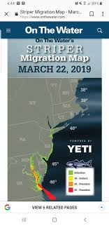 striper migration 2019 salt water maine fly fish