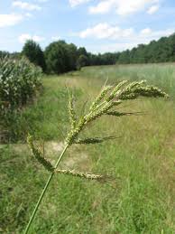 Image result for Echinochloa ugandensis