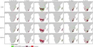 Image result for Xerophyta schlechteri