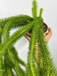 Image result for Xerophyta squarrosa