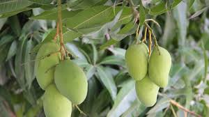 They originate from irwin mangoes, which came across from florida to be cultivated in japan's. Eeq8ouu Sumjmm