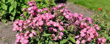 The variety 'compacta' is excellent for the front of the border and maintains a tidy shape. Phlox Pflegen Gartenhit24 De
