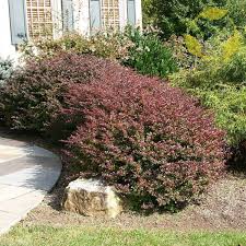 Image result for Berberis