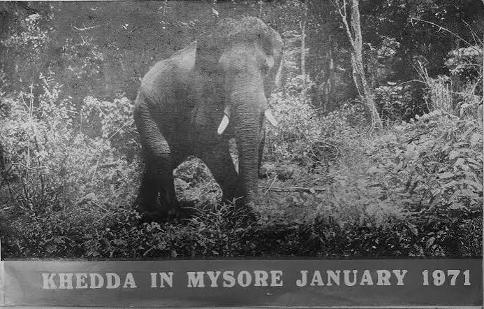 KHEDDA — CAPTURING WILD ELEPHANTS IN MYSORE | by N S Vinodh | Medium
