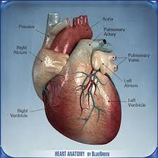 Cardiovascular Exercise Is The Best Way To Burn Calories But What Is It Precisely Heart Anatomy Heart Projects Human Heart