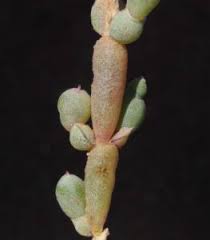 Image result for Salicornia pachystachya
