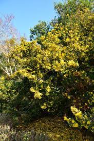 Image result for Ochna richardsiae