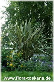 Is This The World S Biggest Nettle Leaf Ongaonga Urtica Ferox In New Zealand Plants Pinterest