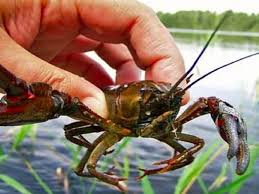 V Ukraine Nachalsya Period Zapreta Na Lov Rakov Novosti Na Unn 31 Iyulya 2020 09 31