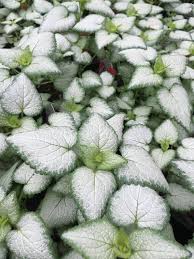 Maybe you would like to learn more about one of these? Lamium Mac Purple Dragon Dead Nettle Purple Dragon 1 Behmerwald Nursery