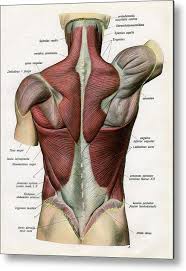 The most common human muscles print material is aluminum. Muscles Of The Human Back Metal Print By Graphicaartis