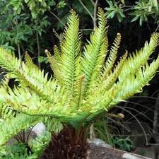 Image result for Blechnum tabulare
