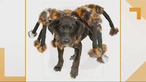 His owners dressed him up as harry potter for halloween, and they didn't miss out on a single detail. Best Halloween Dog Costumes For 2019 Batman Harry Potter Khou Com