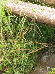 Image result for Rumex nepalensis