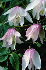 Clematis C Alpina Pink Flamingo Klehm S Song Sparrow Farm And Nursery Clematis Clematis Clematis Varieties Flowering Vines