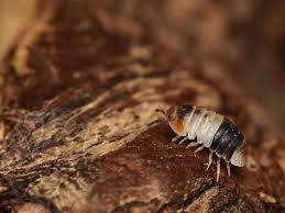 Image result for Isoglossa strigosula