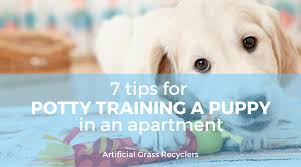 Whichever method you use—crate training, trips outdoors or paper training—these clever tips will come in handy. 7 Tips For Potty Training A Puppy In An Apartment