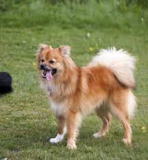 This is dog years, convert them to human years and you have an estimate of 76 years. The Ultimate Guide To Owning A Pomchi A K A Pomeranian Chihuahua Mix Animalso