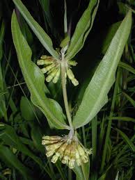 Short Green Milkweed Asclepias Viridiflora