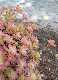 We did not find results for: Sedum Palmeri Une Plante Grasse Rustique Qui Fleurit En Hiver Lpqp