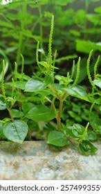 Image result for Justicia tenella