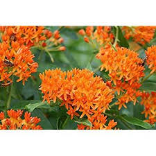 Amazon Com Seed Needs Milkweed Seed Collection 6 Individual Seed Packets Open Pollinated Seeds Garden Outdoor Milkweed Seeds Wildflower Seeds Milkweed
