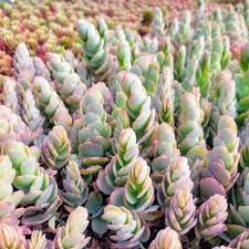 Image result for Kalanchoe