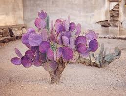 Santa rita (purple prickly pear). Watercolor Wedding Details We Didn T Get From Art Class Riley Grey Blog Cactus Plants Cactus Flower Prickly Pear Cactus