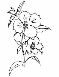 Put all of these state flower coloring pages together for an interesting glimpse into each individual state, or simply print out the ones that symbolize states that are important to your family. Various Type Of Flower Coloring Pages Flower Coloring Pages Animal Coloring Pages Coloring Pages