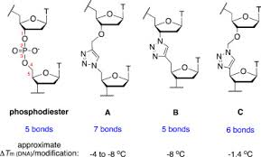 During the process of cell division, a cell can be replicated the �leading strand� as a single unit, but it must be. Searching For The Ideal Triazole Investigating The 1 5 Triazole As A Charge Neutral Dna Backbone Mimic Sciencedirect