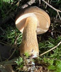 Image result for Xanthoconium sp.