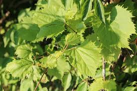 Maybe you would like to learn more about one of these? Investigating Vines A Familiar Fruit Seasons Flow