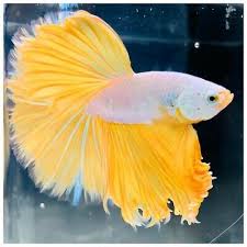 Bright Yellow Amp White Dragon Halfmoon Rosetail Male Live Betta Fish Betta Fish Types Betta Fish Tattoo Betta Fish Bowl