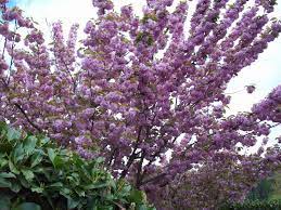 Pruning cherry trees also aids in quicker and better growth, and ensures that the tree grows in a pattern that is best suited to bear the weight of branches and blossoms to come. Kwanzan Flowering Cherry Rainyleaf