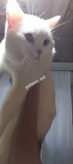 Sahiplik 1 Yasinda Erkek Kedi Kopek Turleri Evcil Hayvan Bakimi Kedi