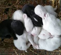 If you have found a wild baby bunny please read if found please take care, know how to take care of a wild baby bunny. check the conditions thoroughly before you interfere first off, there are some things you need to check to ensure that the mother has indeed stopped caring for her babies. At What Age Do Baby Rabbits Open Their Eyes Clever Pet Owners